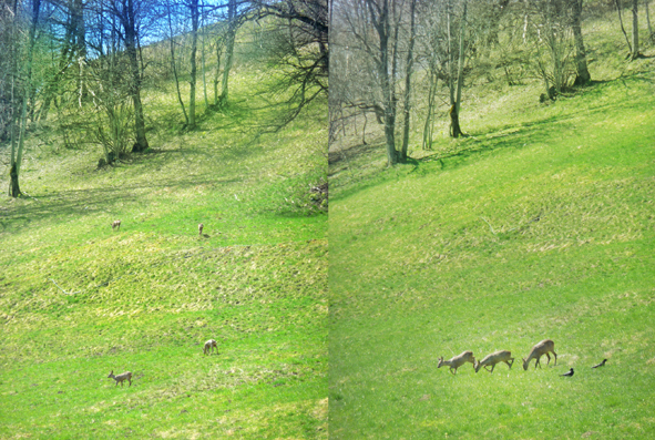 Les biches mangent l'herbe tendre à proximité du chalet des Alpes