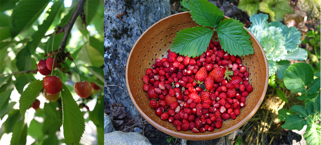 À gauche, les cerises et à droite, les fraises de bois du jardin du chalet des Alpes Djan è Glyâmo
