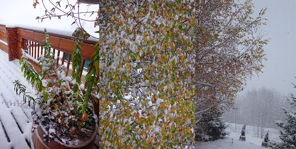 La neige tombe sur les bouleaux aux feuilles encore jaunes et vertes