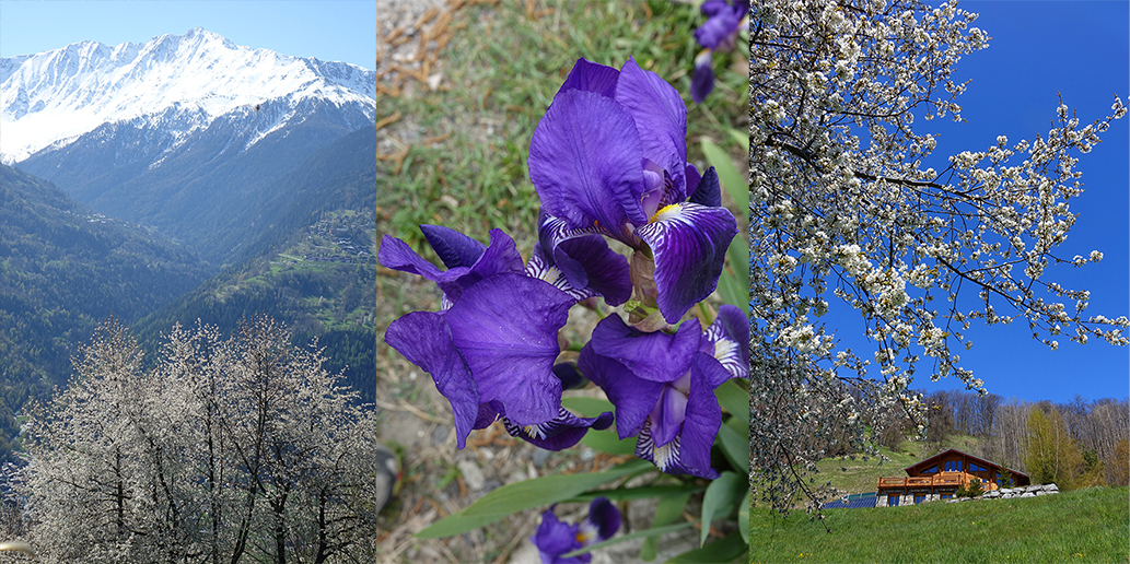 The view over the valley - The meadows and the cherry trees below the chalet