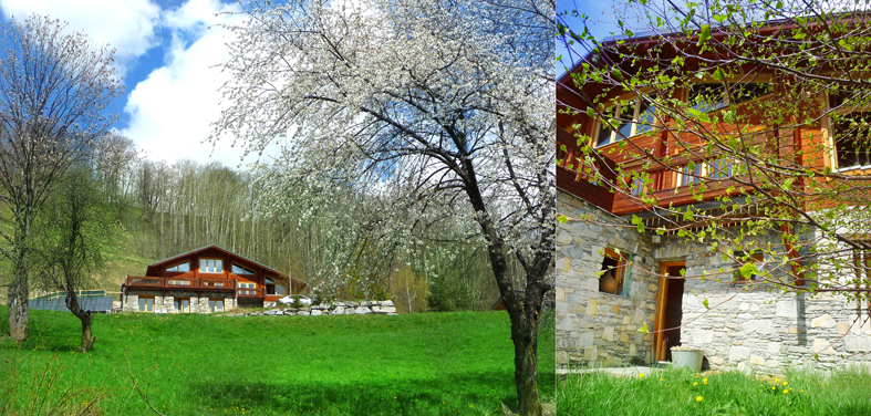 The cherry trees are in bloom - The birch's leaves are growing.