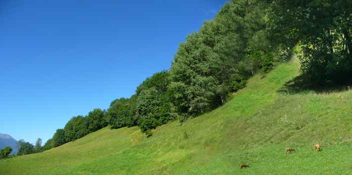 A proximité du chalet, des chevreuils broutent à la lisière de la forêt